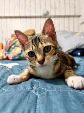 Cute tabby cat lying down on blue blanket on the bed. Funny home pet. Concept of relaxing and cozy wellbeing. Sweet dream.