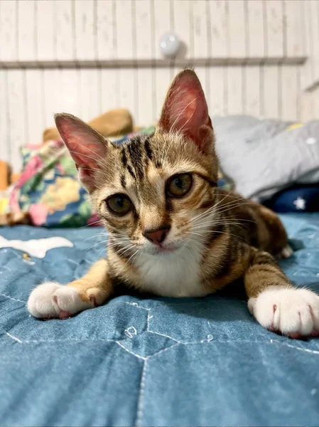 Cute Tabby Cat Lying Blue Blanket Bed Funny Home Pet — Fotografia de Stock