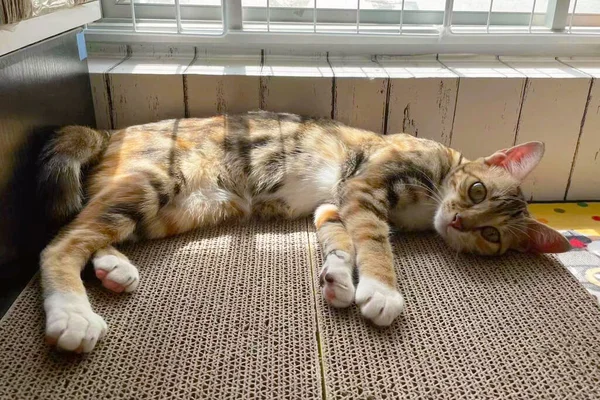 Small Orange Tabby Cat Sleeps Paper Silence Cute Young Cat — Zdjęcie stockowe