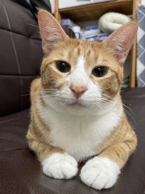 Orange tabby cat lying down on sofa and looking at camera
