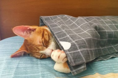 Orange tabby Cat kitten is sleeping on the bed under a blanket
