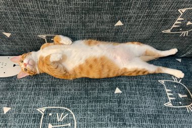 Orange tabby Ginger Cat, Looking in camera on Isolated blue background, front view