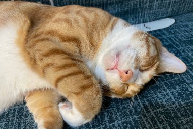 Orange tabby Ginger Cat lying down, sleeping on Isolated blue sofa background, front view