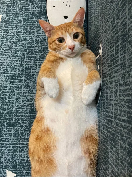 Orange Tabby Ginger Cat Looking Camera Isolated Blue Background Front — Stock Photo, Image