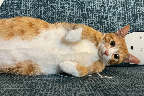 Orange Tabby Ginger Cat Looking Camera Isolated Blue Background Front — ストック写真