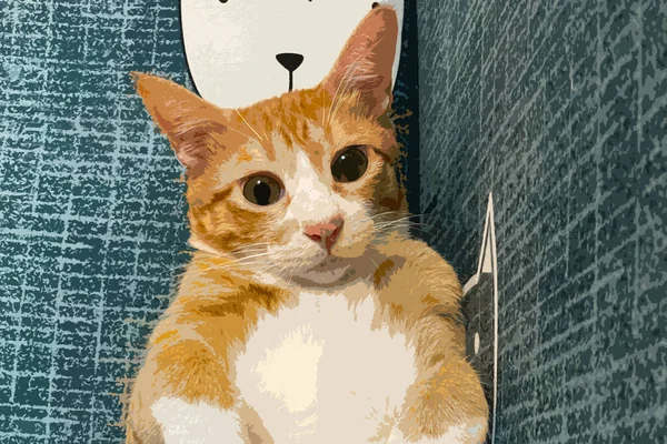 Πορτοκαλί Tabby Ginger Cat Κοιτάζοντας Στην Κάμερα Απομονωμένο Μπλε Φόντο — Φωτογραφία Αρχείου