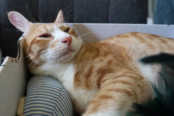 Orange Tabby Cat Lies Cardboard Box Place Text Fluffy Pet — Foto de Stock