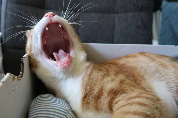 Orange Tabby Cat Lies Yawns Cardboard Box Place Text Fluffy — Fotografie, imagine de stoc