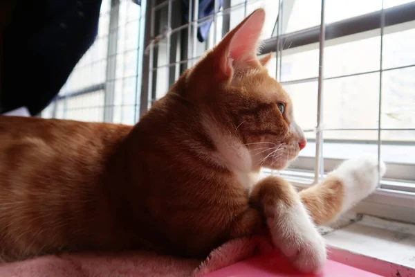 Small Orange Tabby Cat Sees Huge World Window High Quality — 스톡 사진