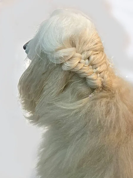 White Afghan Hound Got Hair Braided Dog Long Hair Drawing — Stock Photo, Image