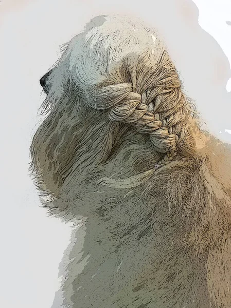 White Afghan Hound got hair braided. Dog long hair. drawing afghan hound dog