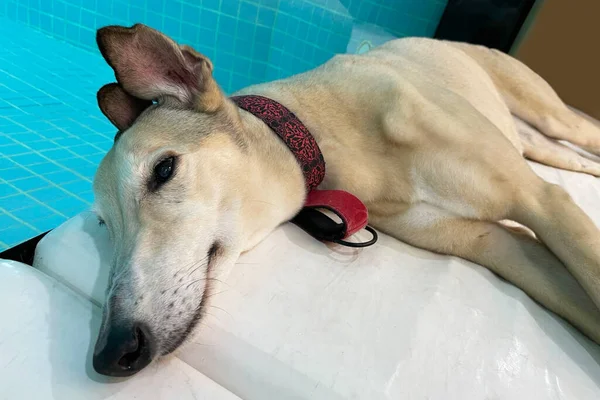 Kahverengi Tazı Köpeği Uzanıp Kanepede Uyuyor — Stok fotoğraf