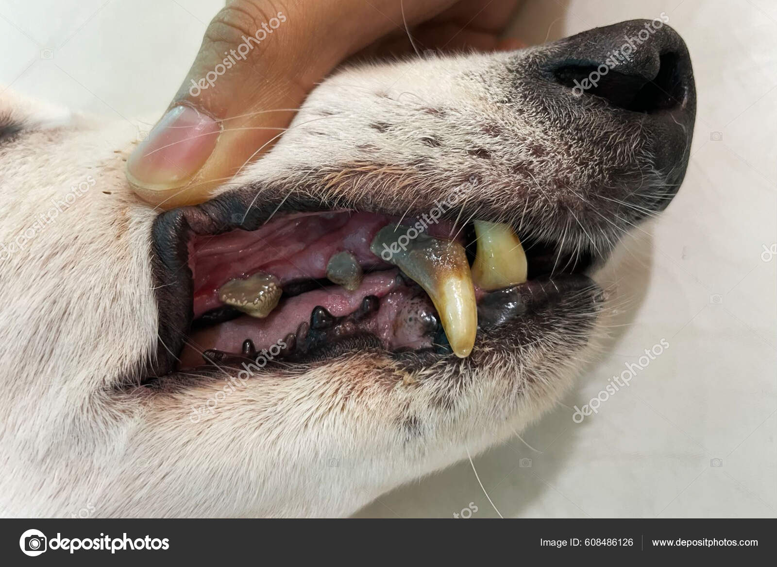 Dental Caries Dog Cavity Treatment Dogs Have Problems Oral Cavity