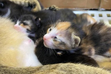 Kedi yavrusunu emziriyor. Yaklaş. Anne tüylü kedi hamile. Doğum yap. Yeni doğmuş yavru kediler annelerinin göğüslerinden süt içiyorlar. Yeni doğmuş yavru kediler..