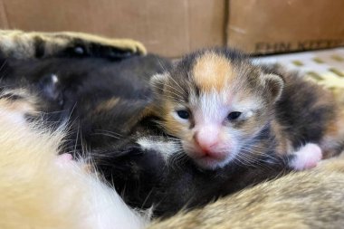 Kedi yavrusunu emziriyor. Yaklaş. Anne tüylü kedi hamile. Doğum yap. Yeni doğmuş yavru kediler annelerinin göğüslerinden süt içiyorlar. Yeni doğmuş yavru kediler..