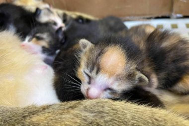 Kedi yavrusunu emziriyor. Yaklaş. Anne tüylü kedi hamile. Doğum yap. Yeni doğmuş yavru kediler annelerinin göğüslerinden süt içiyorlar. Yeni doğmuş yavru kediler..
