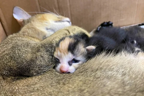 Kedi Yavrusunu Emziriyor Yaklaş Anne Tüylü Kedi Hamile Doğum Yap — Stok fotoğraf