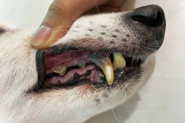 狗有口腔问题 石灰石 牙龈炎 检查狗的牙齿 有选择的焦点 照顾狗牙的特写 张开的狗嘴的宏观 图库图片