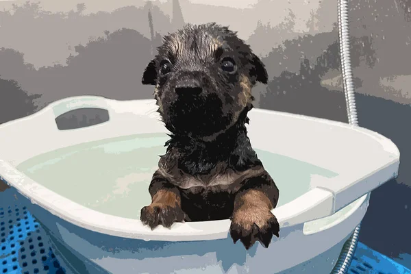 puppy dog is groomed in the tub. Pet Grooming concept.