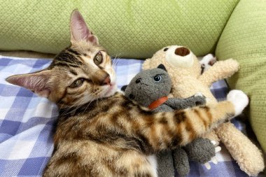 Yavru kedi uyuyor. Örgü battaniyenin altındaki kanepede kızıl kedi yavrusu. Birbirlerine sarılıp kucaklaşan iki kedi. Evcil hayvan. Uyku ve rahat uyku zamanı. Ev hayvanı. Yavru kediler. Evdeki sevimli komik kediler..