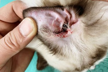 Uzun saçlı kedinin kulağında yaralar var ve yaralı. Kedi kulağında kan var. Kedi kulağı yaralanmış.