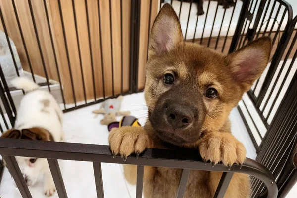 Yavru Köpek Kafese Kapatıldı Çitlerin Arkasında Kurtarılmayı Yeni Evine Evlatlık — Stok fotoğraf