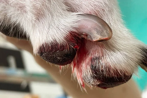 nail dog feet with problem. Dog broken nail. A dog\'s foot is infected with an inflamed wound.
