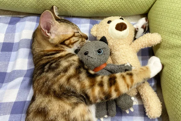 赤ちゃん猫寝てる 編んだ毛布の下のソファの上の生姜子猫 二匹の猫が抱き合って抱き合っている 家畜だ 睡眠時間と居心地の良い昼寝時間 家のペット 若い子猫 かわいいです面白い猫 ホーム — ストック写真