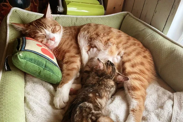 Yavru Kedi Uyuyor Örgü Battaniyenin Altındaki Kanepede Kızıl Kedi Yavrusu — Stok fotoğraf