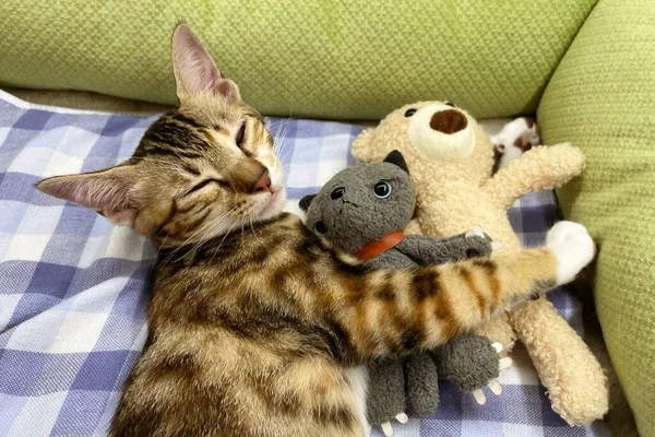 Baby cat sleeping. Ginger kitten on couch under knitted blanket. Two cats cuddling and hugging. Domestic animal. Sleep and cozy nap time. Home pet. Young kittens. Cute funny cats at home.