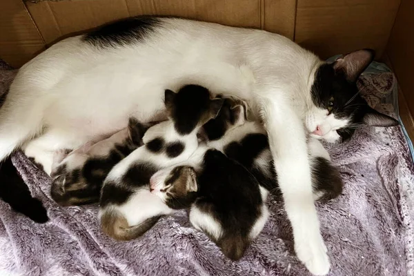 Cat nursing her little kittens, close up. Mother fluffy cat pregnant give birth. New born baby kittens drinking milk from their mom's breast. Newborn baby kittens.