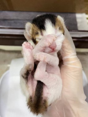 Üç renkli kedi yavrusu elinde yatıyor. Yeni doğmuş kedi yavrusunun elini kapat. Yeni doğmuş kedi yavrusu elinde yatıyor