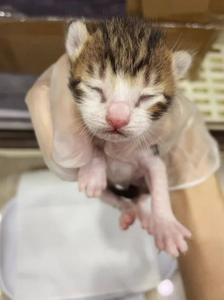 Trefärgad Kattunge Ligger Handen Närbild Nyfödd Kattunge Hand Nyfödd Kattunge — Stockfoto