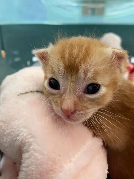 Yeni Doğmuş Bir Kedi Yavrusu Pembe Bir Battaniyeye Sarılıp Huzur — Stok fotoğraf