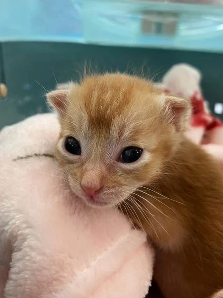 Yeni Doğmuş Bir Kedi Yavrusu Pembe Bir Battaniyeye Sarılıp Huzur — Stok fotoğraf