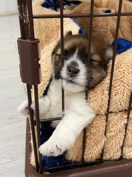 Yavru Köpek Kafeste Uyuyor Kafesteki Köpek Mutlu Rahat — Stok fotoğraf