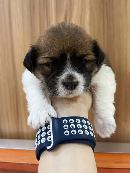 Close-up of a Newborn puppy. Puppy on hand.