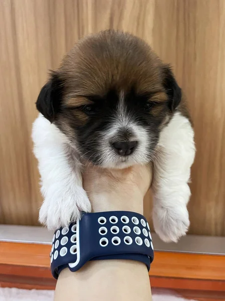 Close-up of a Newborn puppy. Puppy on hand.