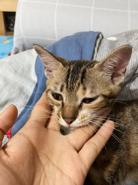 Gözünde Enfeksiyon Olan Kedi Kameraya Bakıyor Bir Gözü Camsı Göz — Stok fotoğraf