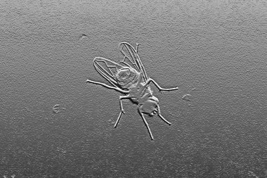 Sinek fosili taş zeminde izole edilmiş. Böcek. Vektör gerçekçi çizimler