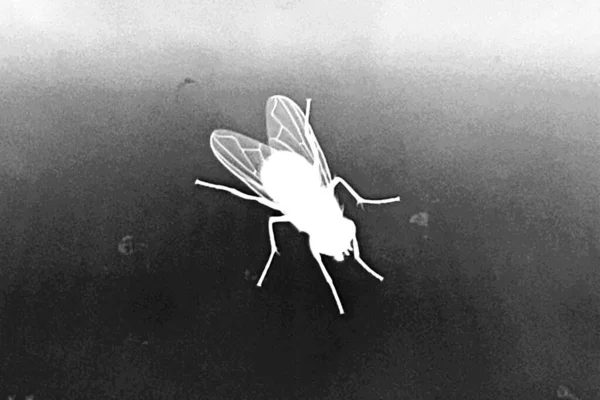 Weiße Silhouetten Von Fliegen Isoliert Auf Schwarzem Hintergrund Insekt Vektor — Stockfoto