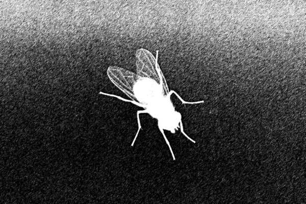 在黑色背景上孤立的苍蝇的白色轮廓 矢量逼真的例证 — 图库照片