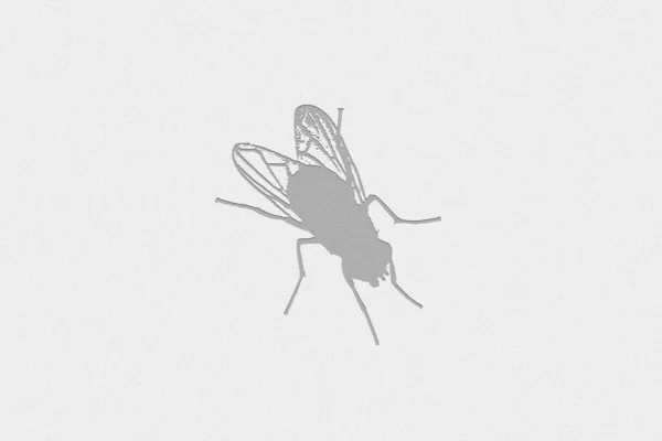 白色背景下孤立的苍蝇的灰色轮廓 矢量逼真的例证 — 图库照片