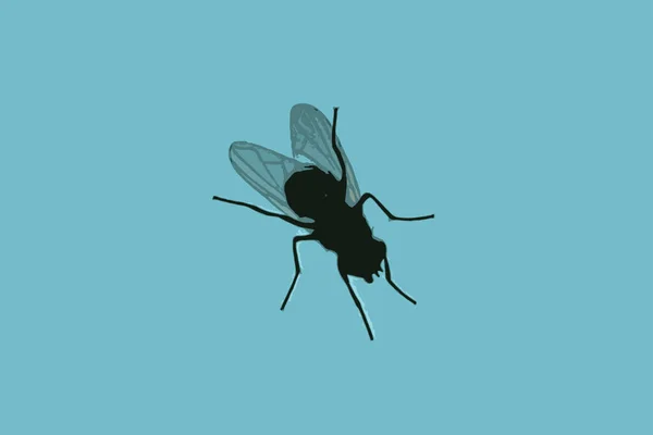 Zwarte Silhouetten Van Vlieg Geïsoleerd Blauwe Achtergrond Insect Vector Realistische — Stockfoto