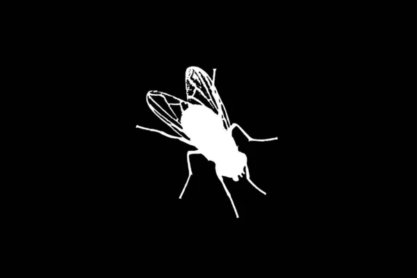 在黑色背景上孤立的苍蝇的白色轮廓 矢量逼真的例证 — 图库照片