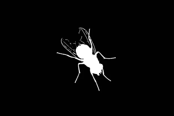 Siyah Arka Planda Izole Edilmiş Beyaz Sinek Siluetleri Böcek Vektör — Stok fotoğraf