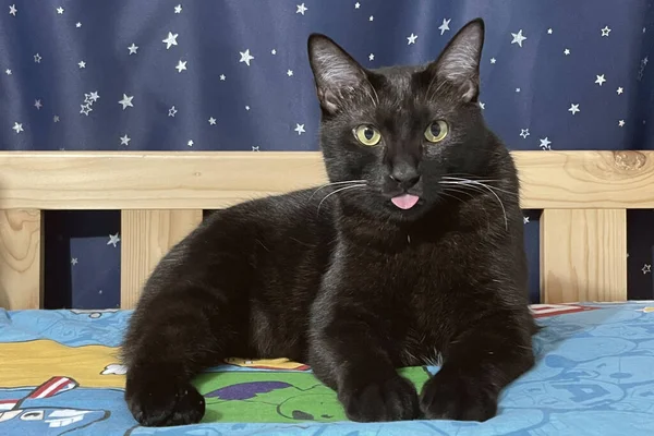 黑猫睡在家里的床上 美梦家养宠物 — 图库照片