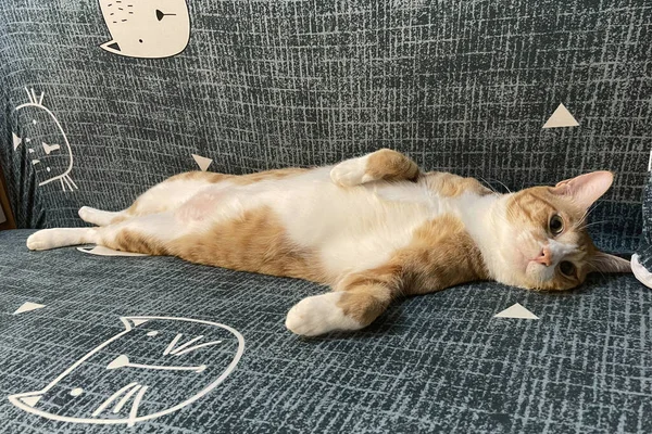 Turuncu Tekir Kedi Uzanmış Mavi Arka Plandaki Kameraya Bakıyor — Stok fotoğraf