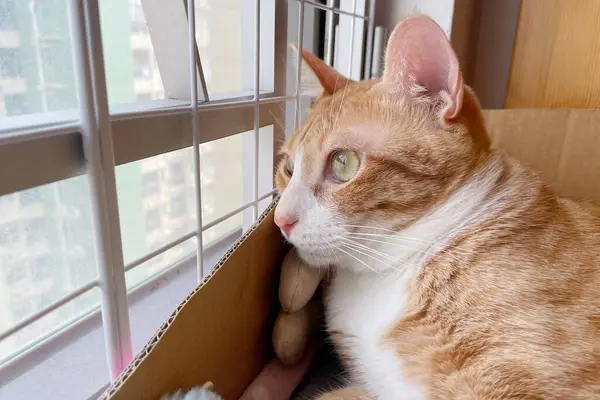 Small Orange Tabby Cat Sees Huge World Window High Quality — 图库照片