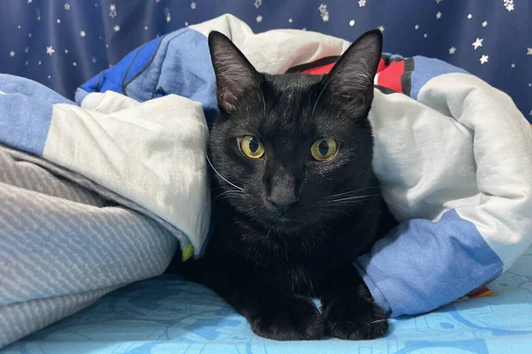 Gatinho Preto Dorme Uma Cama Casa Doces Sonhos Animais Domésticos — Fotografia de Stock